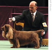 Stump was winner of Best in Show at the Westminster Kennel Club Dog Show in New York this year.  The Sussex spaniel is show with his handler Scott Sommer. 