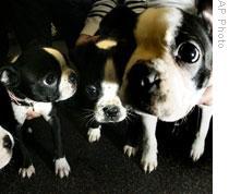 Boston terrier puppies that were surrendered to the Massachusetts Society for the Prevention of Cruelty to Animals in January