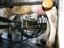 A robotic milker being used at Mason Dixon Farms on the border of Pennsylvania and Maryland