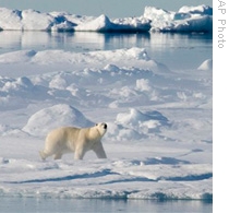 Scientists say melting Arctic Sea ice threatens native animals.