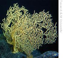 Hawaiian coral that is more than 4,200 years old