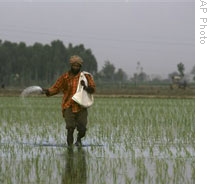 A man in Amritsar, India places fertilizer on his rice crop last month