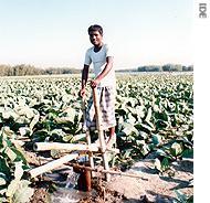 A farmer in Bangladesh using a treadle pump to grow vegetables