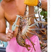 A researcher measuring a spiny lobster