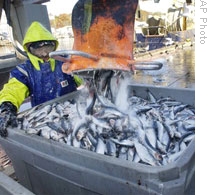 A worker processes herring in Gloucester, Massachusetts